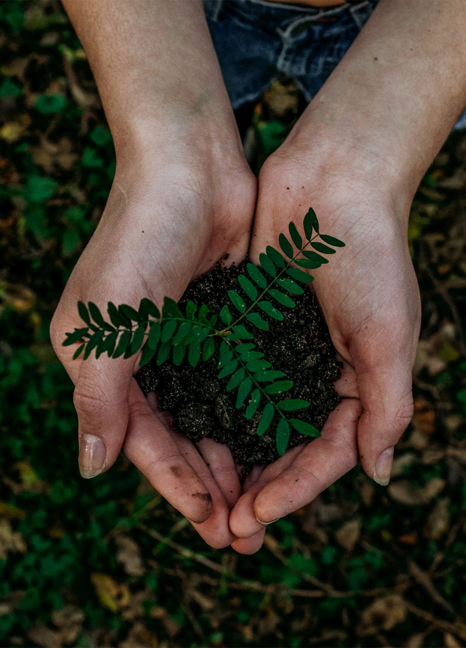 Person holding plant and soil in hands.