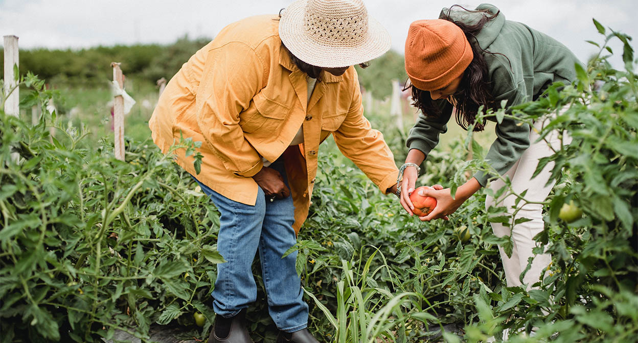Two people working in garden and picking vegetables.