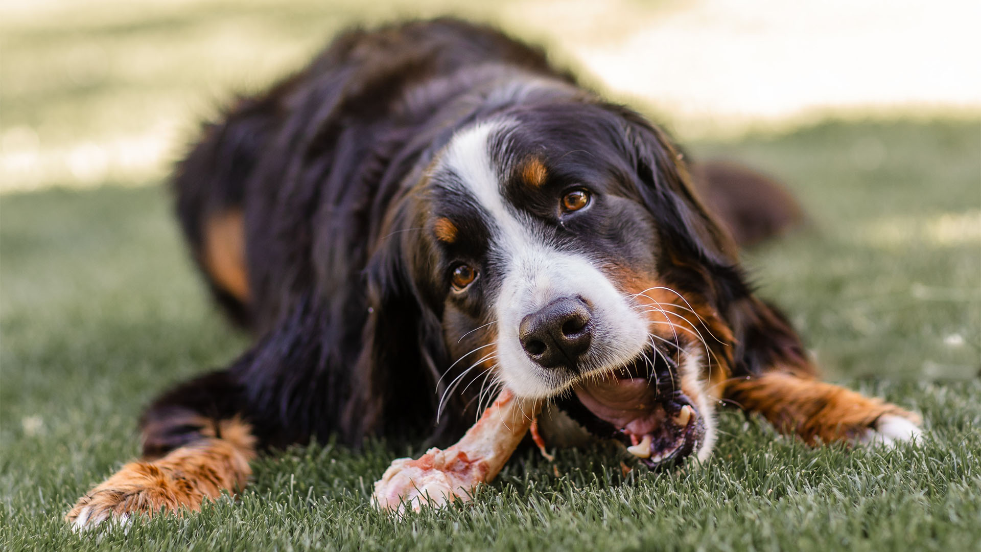 Bernese mountain dog chewing bone in the grass.