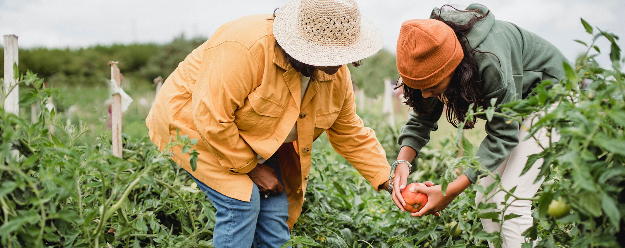 Two people working in garden and picking vegetables.